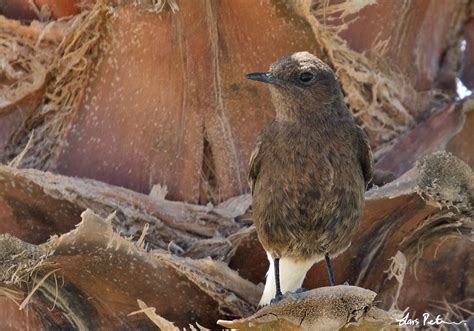 Black Wheatear Western Sahara Bird Images From Foreign Trips
