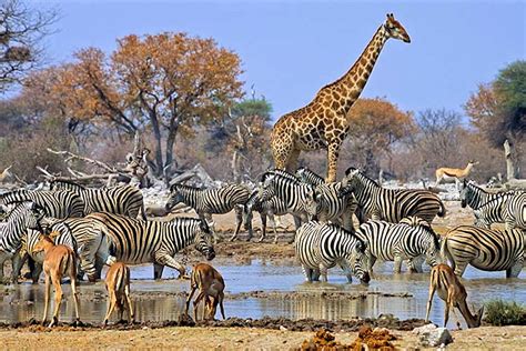 African Safari Alternatives That Dont Cost A Fortune Lonely Planet