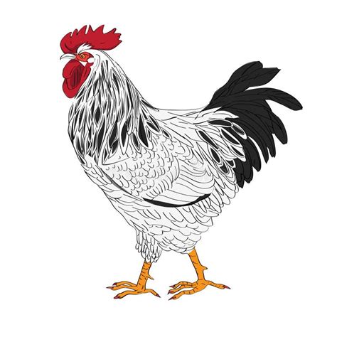Black And White Rooster Stock Vector Illustration Of Element 78460921