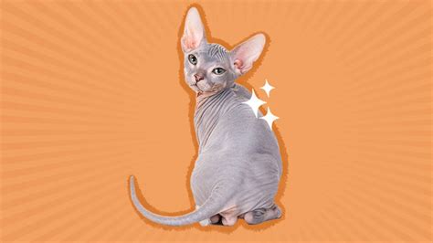 Hairless Cats 8 Breeds That Make Amazing Pets And How Best To Care For