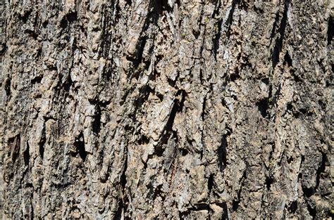 Tree Bark Identification Guide Nagle Dziecko