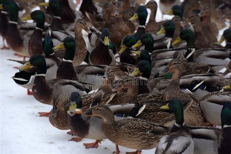 Many Ducks On Snow Stock Image Image Of Attraction 101110609