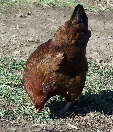 Top 10 Rare Heritage Chicken Breeds And Why They Re My Favourites