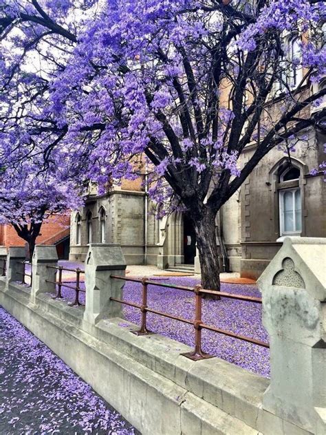 Post your big tree images here. Bellafaye Garden - beautiful Jacaranda Tree (With images ...