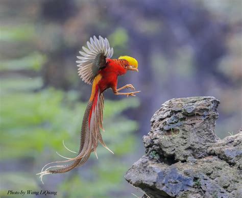 Gogimogis Top 10 Most Fascinating Birds Gogimogi