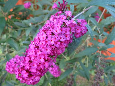 Essential Care And Maintenance Tips For The Hardy Butterfly Bush