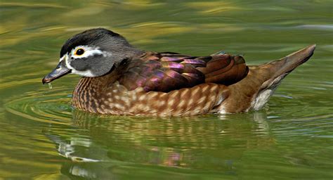 Female Wood Duck Photograph By Dave Mills Pixels