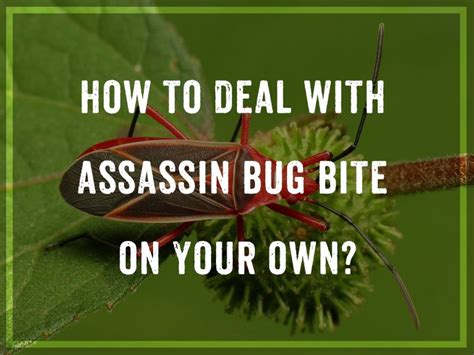 How To Deal With Assassin Bug Bite On Your Own Pest Wiki