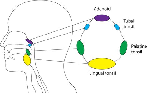 Anatomy Of The Human Tonsil Download Scientific Diagram