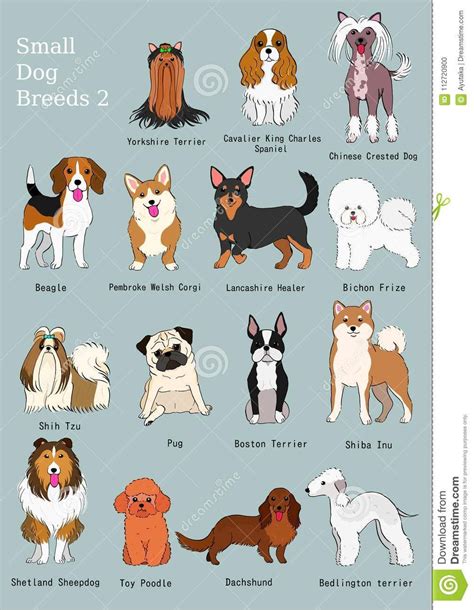 Dog Breeds With Names
