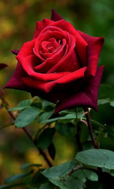 A Beautiful Red Rose Beautiful Red Rose Free Stock Photo Public
