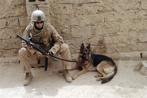 15 Of The Bravest Military Animals To Ever Serve Their Country
