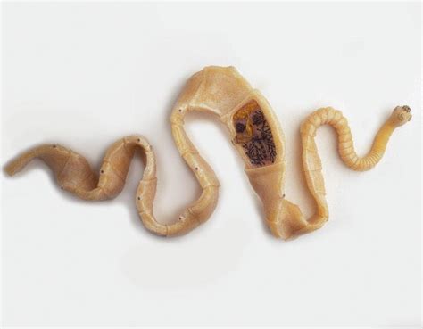 Cestoda Raillietina Tapeworms