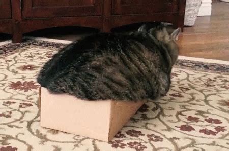 The following cute fat cat memes are awesome and you can use them in many different ways. Fat Cat Monday Morning GIF - FatCat MondayMorning Box ...