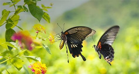 Bing Butterfly Wallpapers For Computer Wallpapersafari