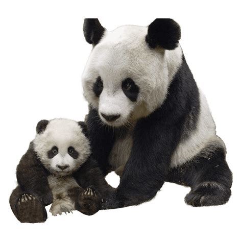Giant Panda Bear Png Images Transparent Hd Photo Clipart