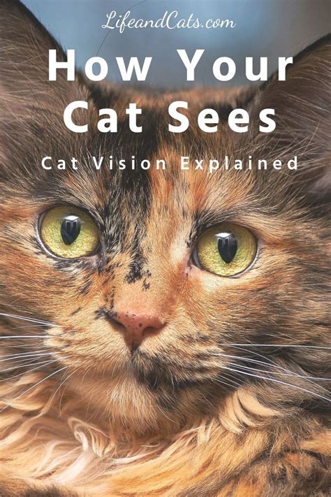 Through A Cats Eye How Cats See The World Cat Care Cat Facts Cat