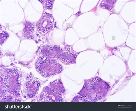Histology Human Submaxillary Gland Tissue Show库存照片687301189 Shutterstock