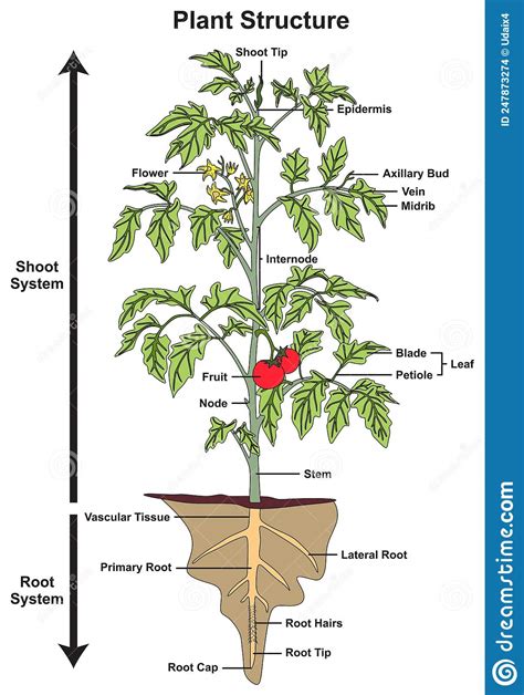 Plant Structure And Parts Infographic Diagram Tree Shoot Root System