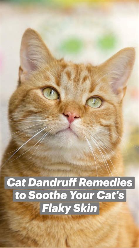 Cat Dandruff Remedies To Soothe Your Cats Flaky Skin Cat Care Tips