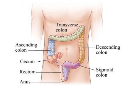 The small intestine is made up of the duodenum, jejunum, and ileum. Small Intestine vs Large Intestine - Difference Between