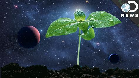 How To Grow Plants In Space Evergreen Foliage