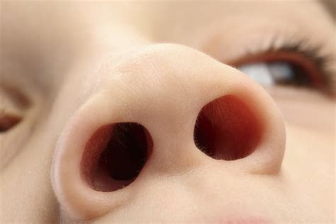 7 Surprising Facts About Your Nose | For Better | US News gambar png