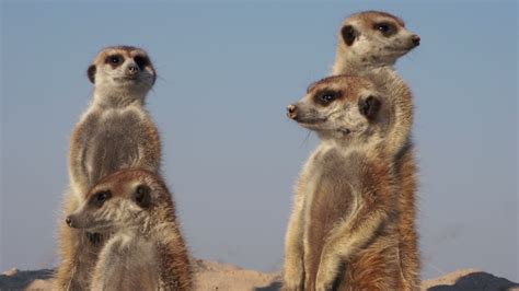 Meerkats Sunning Themselves Botswana 1276633 Stock Video At Vecteezy