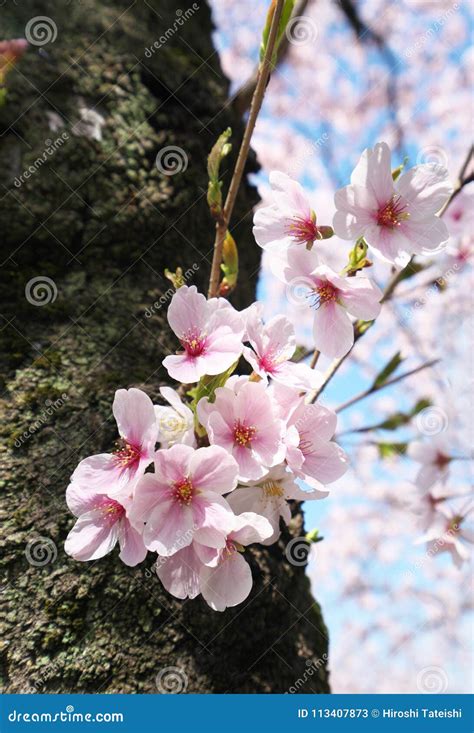 Cherry Blossoms Or Sakura Grow From The Trunk Stock Image Image Of Pink Sakura 113407873
