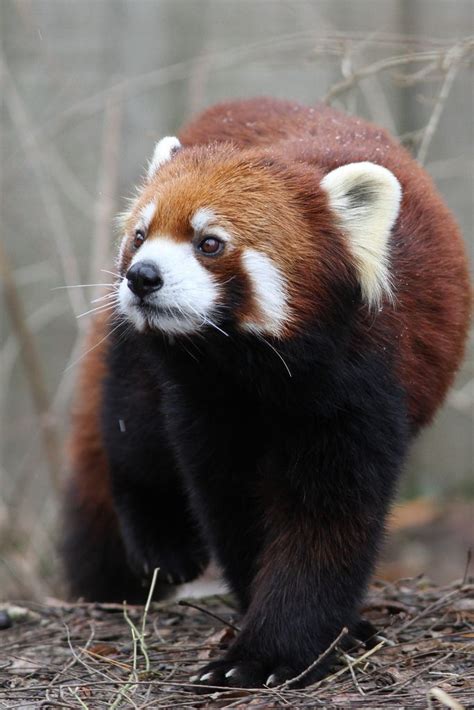 Mark Dumont Red Panda Cute Creatures Beautiful Creatures Animals