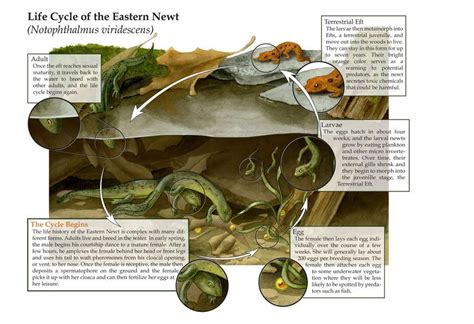 Life Cycle Of A Newt Life Cycle Of The Eastern Newt By Elizabethnixon