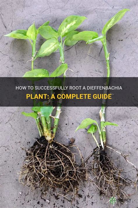 How To Successfully Root A Dieffenbachia Plant A Complete Guide Shuncy
