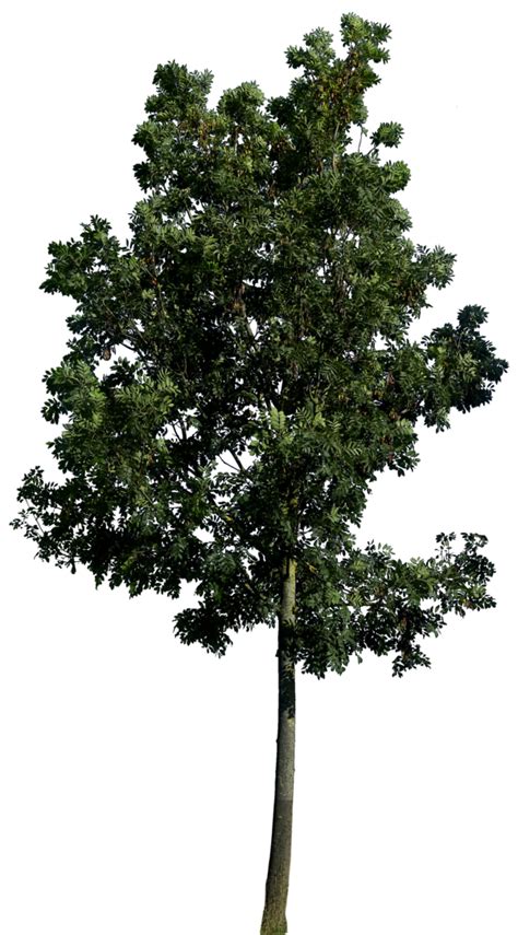 Tree Png Photo Image Png All