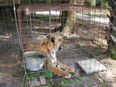 A short film by ray valencia, christina coffee, & suzanne grage, university of central florida. Big Cat Rescue - Tampa - Reviews of Big Cat Rescue ...