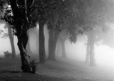 Trees In The Mist 3 By Tommythompson