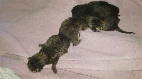 Gizmo The Pregnant Feral Cat Update 6 Close Up Of The Kittens Youtube