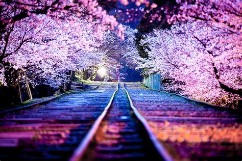 Japan Japanese Beautiful Landscape Pink Tokyo Colors