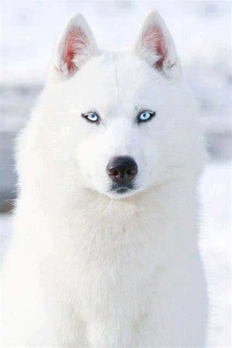 50 Very Beautiful Siberian Husky Dog Photos And Pictures Dogs White