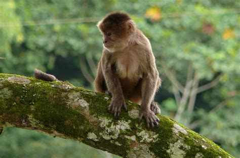 White Fronted Capuchin The Animal Facts Appearance Diet Habitat