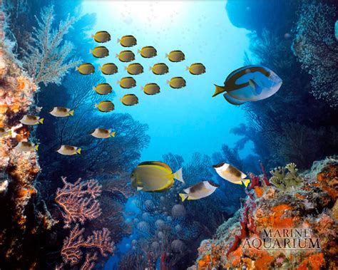 48 Marine Aquarium Wallpaper On Wallpapersafari