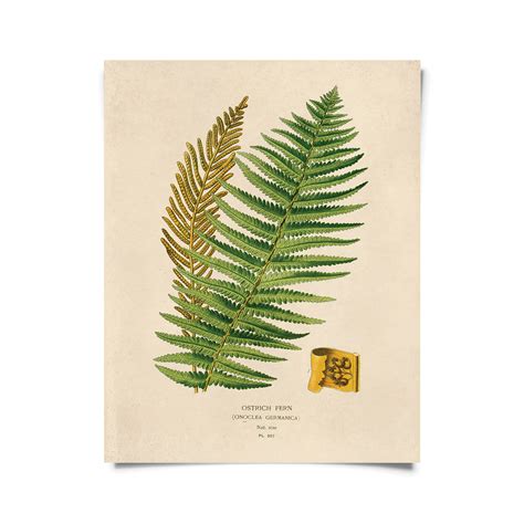 Vintage Botanical Fern Print W Optional Frame