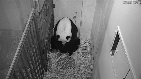 Its A Boy The Gender Of 6 Week Old Giant Panda At Smithsonians