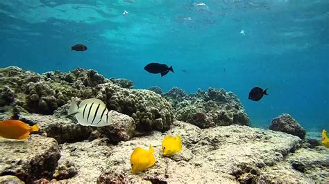 Hawaii Big Island Coral Reef Life Stunning Youtube