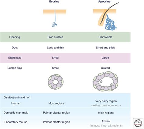 Sweat Gland Progenitors In Development Homeostasis And Wound Repair