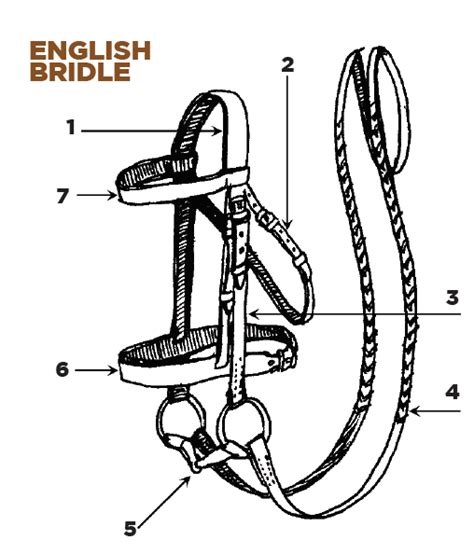 37 Printable Parts Of A Western Saddle Anabelaleeha