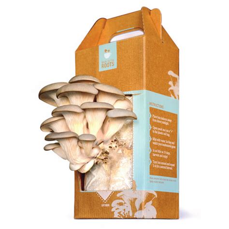 At Home Mushroom Growing Kit Produces Pearl Oyster Mushrooms