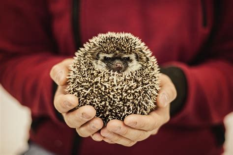 Hedgehog Ville Toronto Hedgehog Breeder