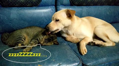 When Dogs And Cats Playing Together Part 3 Youtube