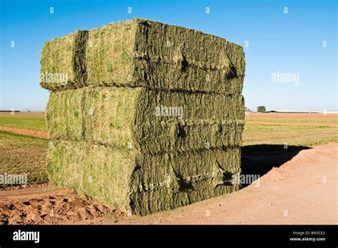 Six String Alfalfa Hay Bales Stacked Beside The Freshly Cut Field With