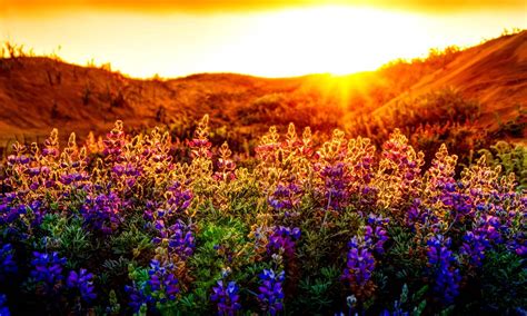Sigalas Hotel Sunset Lupines Flowers Nice Summer Nature Glow